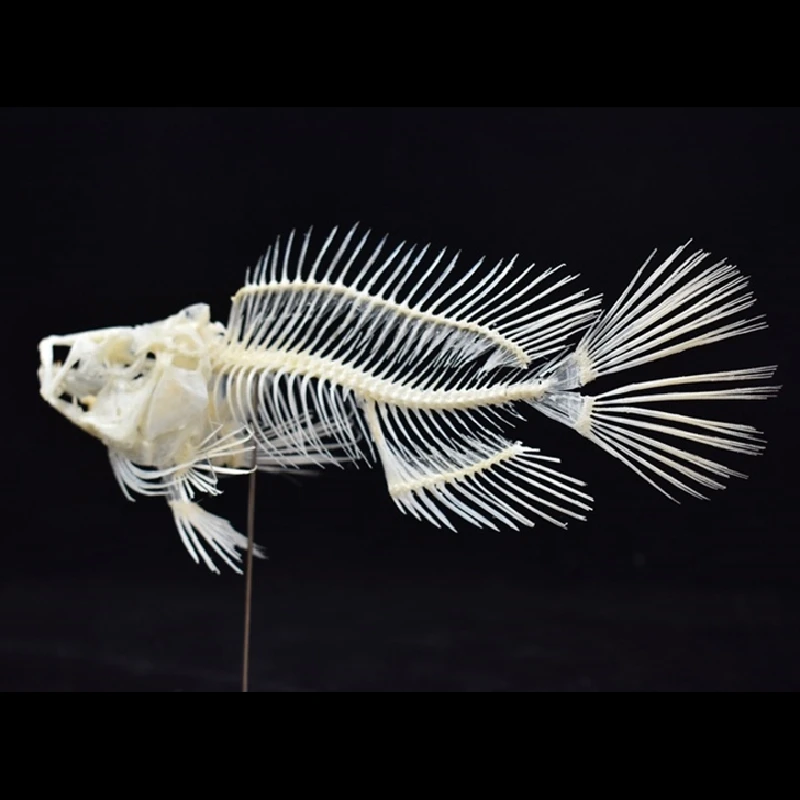 2043 부티크 그루퍼 물고기 해골 모형 과학 교육 전 - Art And Craft Science 리뷰 및 가격