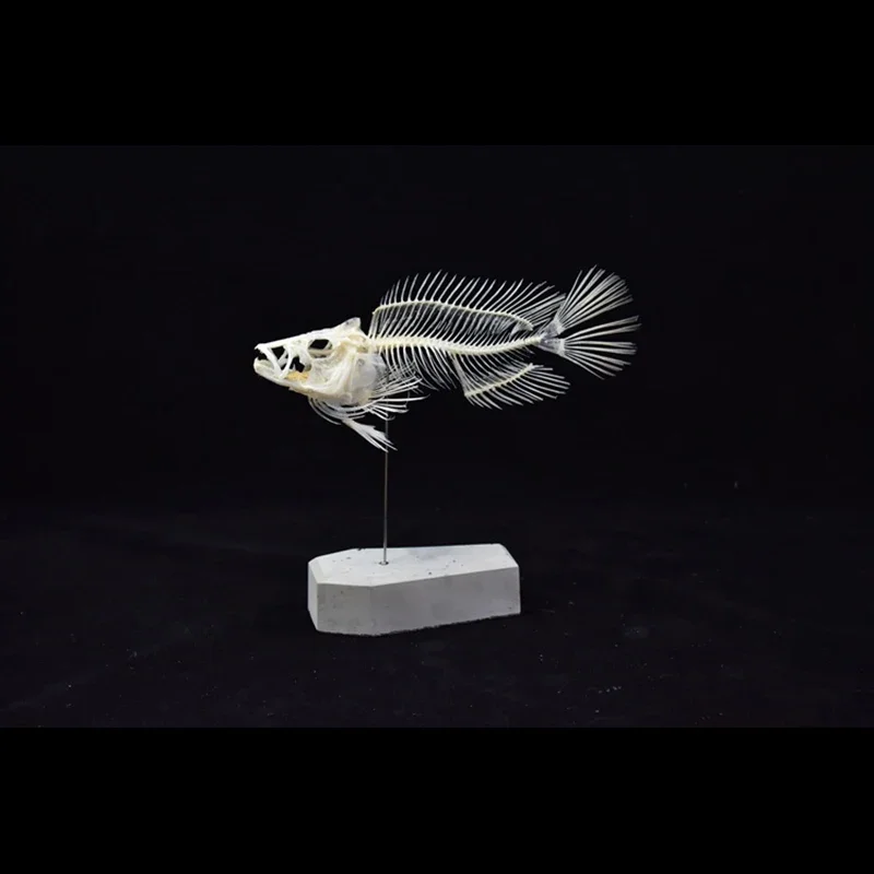 2043 부티크 그루퍼 물고기 해골 모형 과학 교육 전 - Art And Craft Science 리뷰 및 가격